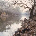 AGATIZED CORAL – Lowndes County, Georgia