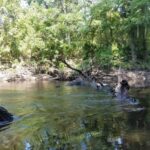 Agatized Coral | Deliverance In South Georgia