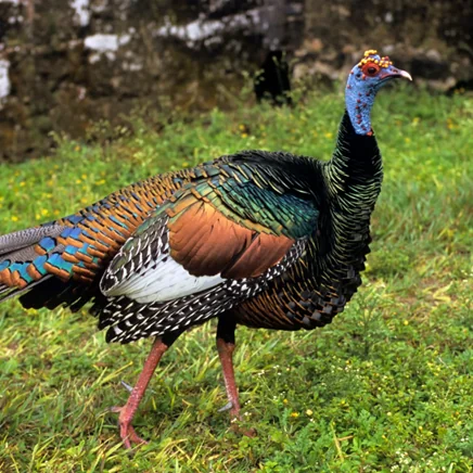 Thanksgiving | What is this all about?
