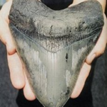 The National Museum | Damned Invertebrates at the Smithsonian Institution