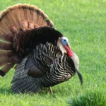 Thanksgiving: What is this all about?