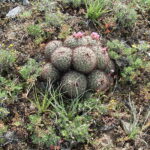 A Prickly Test Of Friendship