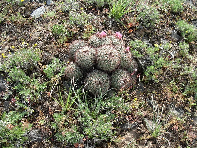 A Prickly Test Of Friendship