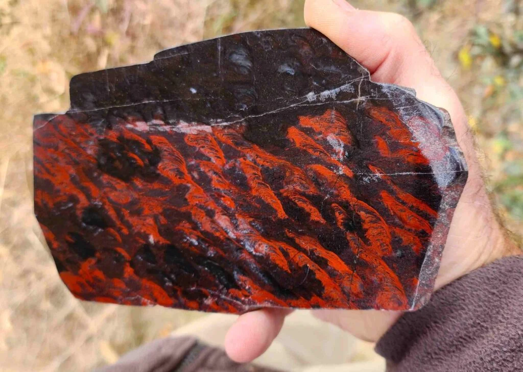 Mary Ellen and Her Cryptozoans