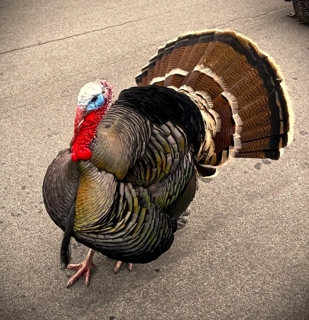 Thanksgiving. What is this all about?