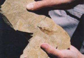 fossil-300x250 fossil-300x250